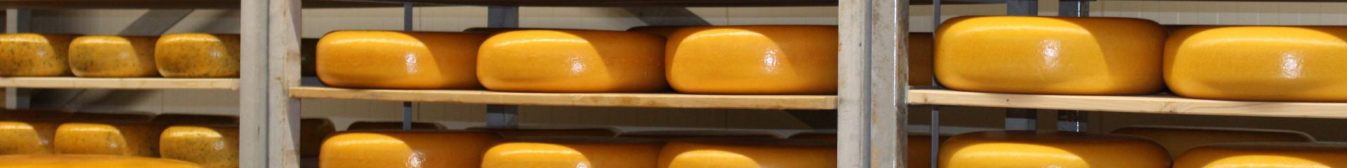 The first batches winter cheese are produced