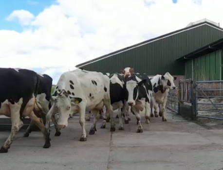Start of the grass season: dancing cows!